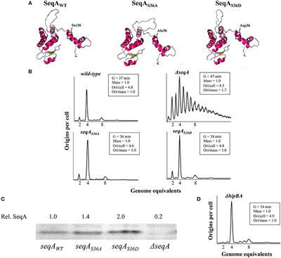 HipA-Mediated Phosphorylation of SeqA Does not Affect Replication Initiation in Escherichia coli